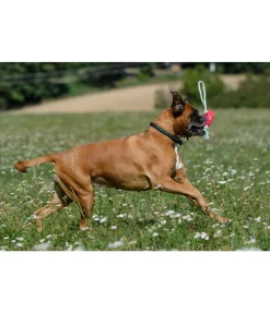 Online Jouet pour chien Mia Jouets Pour Chien