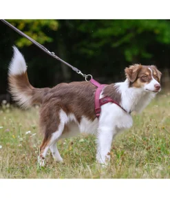 Hot Laisse en cuir cousu rond pour chien Certaldo Laisses Pour Chien