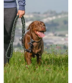 Sale Laisse pour chien Coloured Rope Laisses Pour Chien