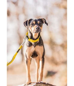 Discount Laisse pour chien Jade Laisses Pour Chien