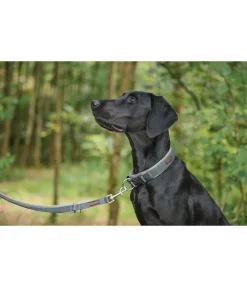 New Laisse pour chien Jade Laisses Pour Chien