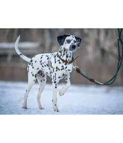 Hot Laisse pour chien Rope Laisses Pour Chien