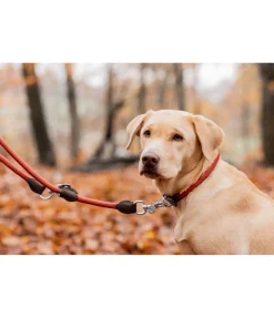 Best Laisse pour chien Rope Laisses Pour Chien