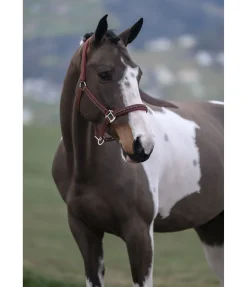 Clearance Licol Brilliant Licols Synthétiques|Licols Pour Poneys & Poulains