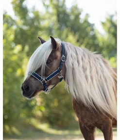 Best Licol Dagur Licols Synthétiques