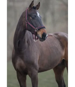 Hot Licol Essential II Licols Synthétiques