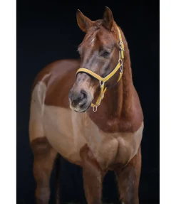 Sale Licol Essential II Licols Synthétiques