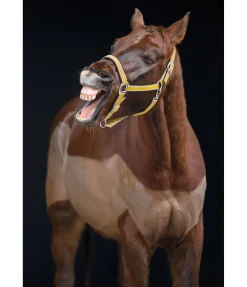 Sale Licol Essential II Licols Synthétiques