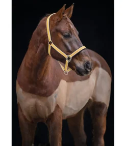 Sale Licol Essential II Licols Synthétiques