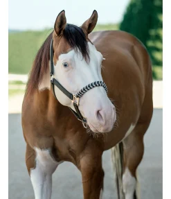 Licol Filo Licols Synthétiques