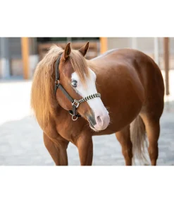 Licol Filo Licols Synthétiques