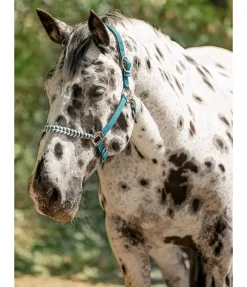 Sale Licol Filo Licols Synthétiques