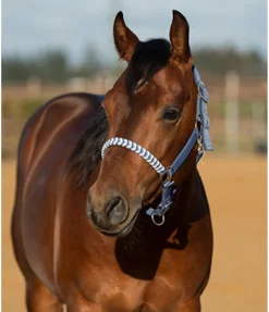 Outlet Licol Filo Licols Synthétiques