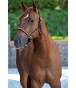 Licol Forster Licols Synthétiques