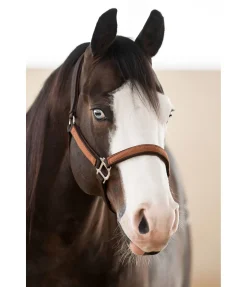 Licol Forster Licols Synthétiques