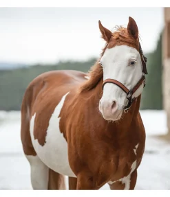 Licol Forster Licols Synthétiques