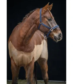 Hot Licol Glitte Licols Synthétiques