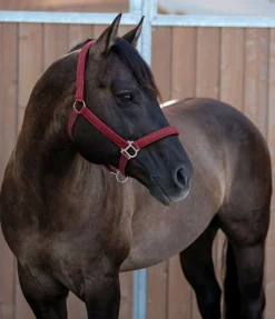 New Licol Holly Licols Synthétiques