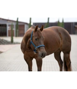 Discount Licol Holly Licols Synthétiques