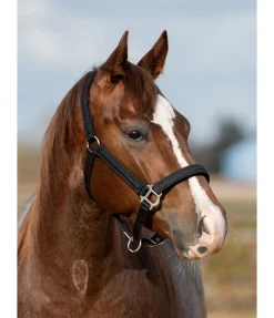 Hot Licol Holly Licols Synthétiques