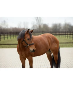 Hot Licol Holly Licols Synthétiques