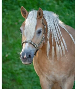 Online Licol Ikat Licols Synthétiques