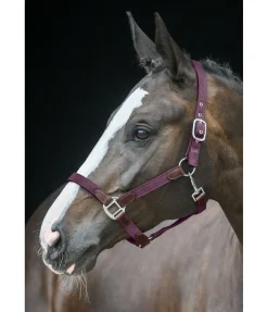 Outlet Licol Kate Licols Pour Poneys & Poulains|Licols En Cuir