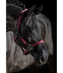 New Licol Kate Licols Pour Poneys & Poulains|Licols En Cuir