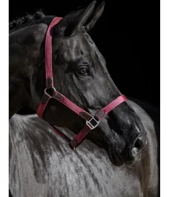 New Licol Kate Licols Pour Poneys & Poulains|Licols En Cuir