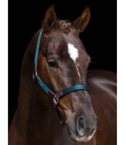 New Licol Kate Licols Pour Poneys & Poulains|Licols En Cuir