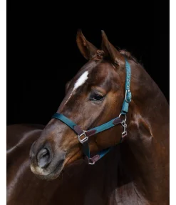 New Licol Kate Licols Pour Poneys & Poulains|Licols En Cuir