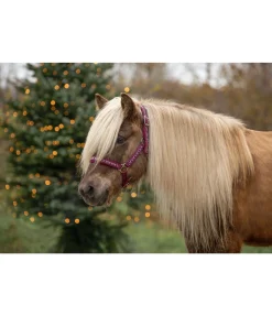 Online Licol Kóngur Licols Synthétiques