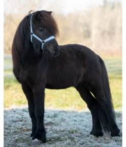 Clearance Licol Kóngur Licols Synthétiques