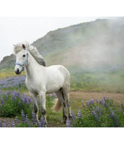 Clearance Licol Kóngur Licols Synthétiques