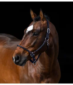 New Licol Meghan Licols Pour Poneys & Poulains|Licols En Cuir