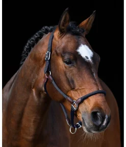 New Licol Meghan Licols Pour Poneys & Poulains|Licols En Cuir