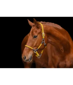 Discount Licol Meghan Licols Pour Poneys & Poulains|Licols En Cuir