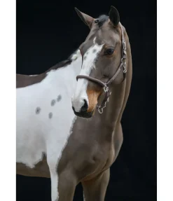 Clearance Licol Meghan Licols Pour Poneys & Poulains|Licols En Cuir