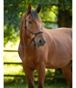 Sale Licol à noeuds Licols À Noeuds