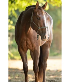 Discount Licol à noeuds Haylie Licols À Noeuds