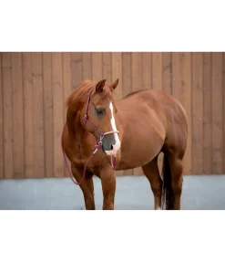 Clearance Licol à noeuds Lino Licols À Noeuds