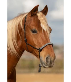 Best Licol à noeuds Lino Licols À Noeuds