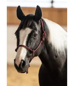 Outlet Licol à noeuds Quality Licols À Noeuds