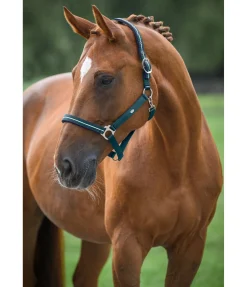 Best Licol Primary Licols Synthétiques