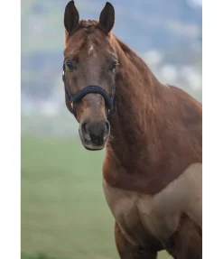 Clearance Licol Signature II Licols Synthétiques