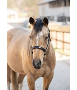 New Licol Stella Licols Synthétiques