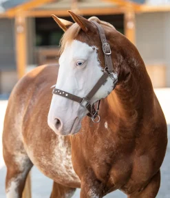 Discount Licol Stella Licols Synthétiques