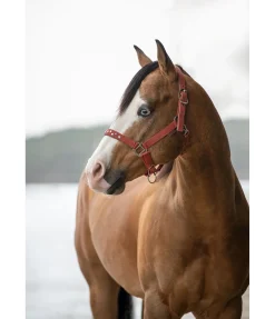 Sale Licol Stella Licols Synthétiques