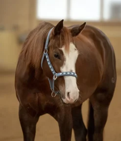 Licol Stone Licols Synthétiques