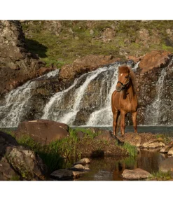 Best Licol Svás Licols Synthétiques